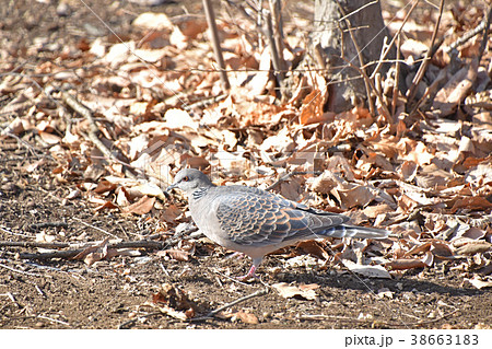 キジバト（雉鳩） 38663183