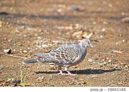 キジバト（雉鳩） 38663186