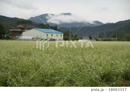 江原道 田畑 韓国 38663357