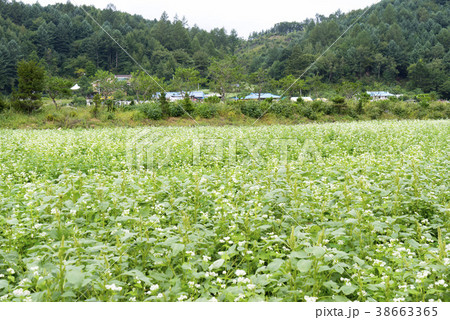 江原道 田畑 韓国 38663365