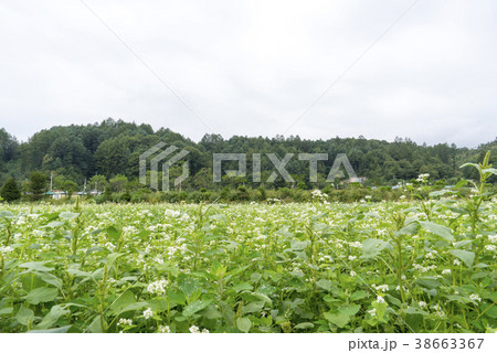 江原道 田畑 韓国 38663367