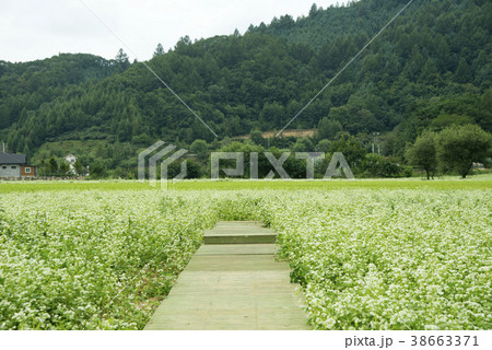 江原道 田畑 韓国 38663371
