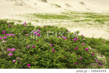 天然記念物 地平線 砂丘 38664049