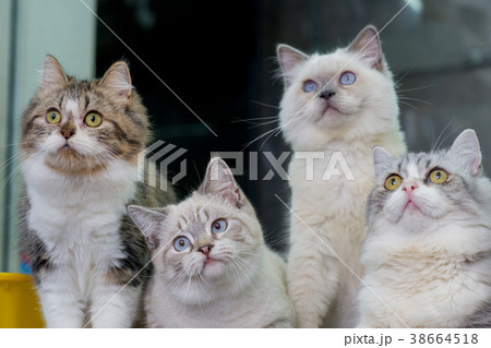 猫 ねこ ネコ 38664518