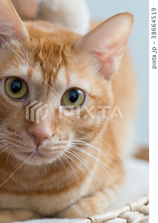 猫 ねこ ネコ 38664519