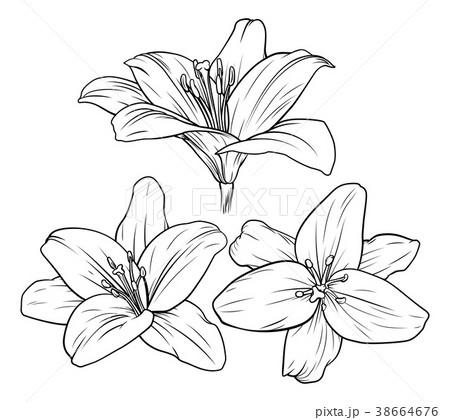 Lily Flower Illustration Lily Flower Illustration 38664676