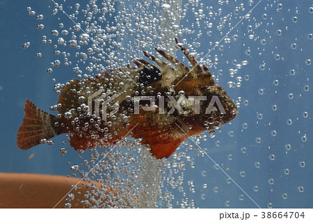 魚 ハオコゼ 泡浴び 魚 ハオコゼ 泡浴び 38664704