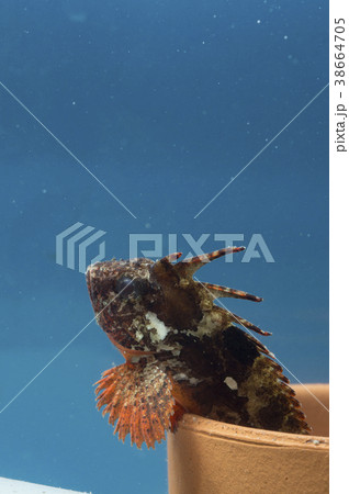 魚　ハオコゼ 38664705