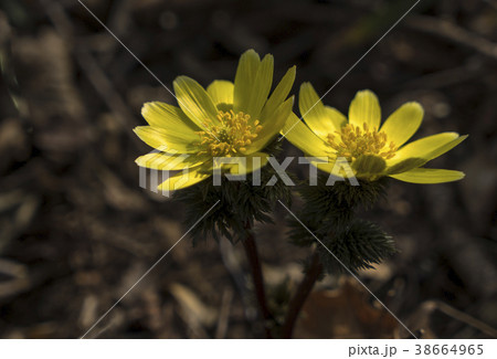 野生の花 屋外 室外 38664965