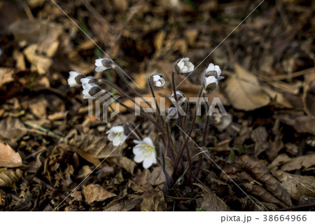 野生の花 屋外 室外 38664966