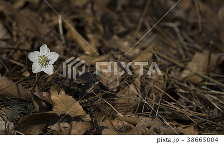 野生の花 花 植物 38665004