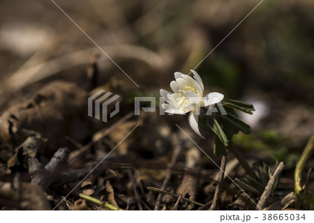 野生の花 屋外 室外 38665034