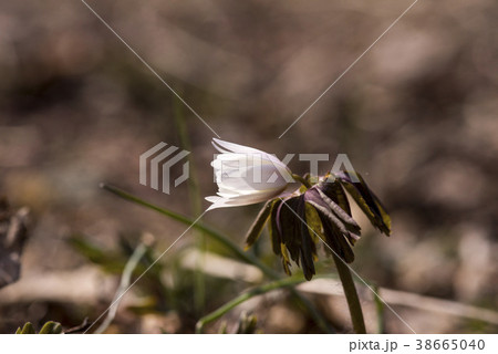 野生の花 屋外 室外 38665040