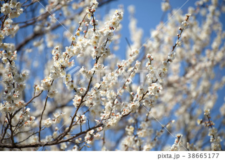 梅花 38665177