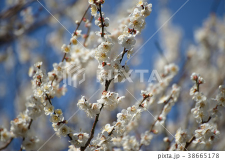梅花 38665178