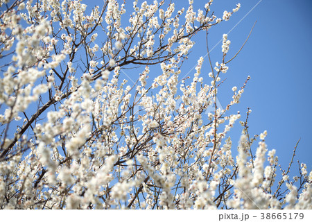 梅花 38665179