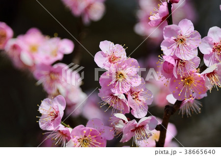 梅の花（N）道知辺 38665640