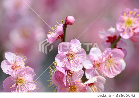 梅の花(N)道知辺 梅の花(N)道知辺 38665642
