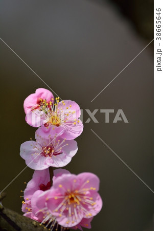 梅の花(N)道知辺 梅の花(N)道知辺 38665646