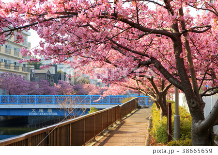 満開の河津桜、都立木場公園東側を流れる大横川沿い(3月)東京都江東区 満開の河津桜、都立木場公園東側を流れる大横川沿い(3月)東京都江東区 38665659