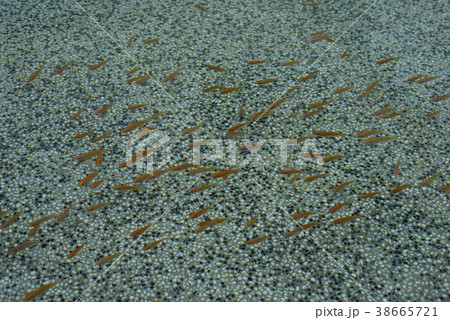 魚 魚類 サカナ 38665721