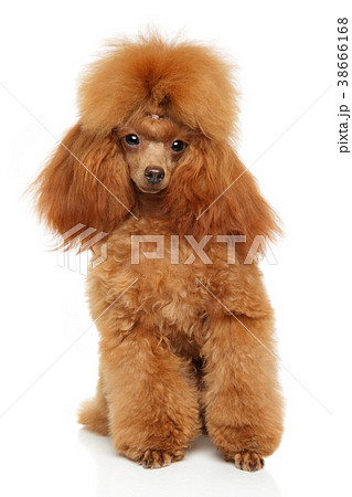 Toy Poodle Portrait On Whiteの写真素材