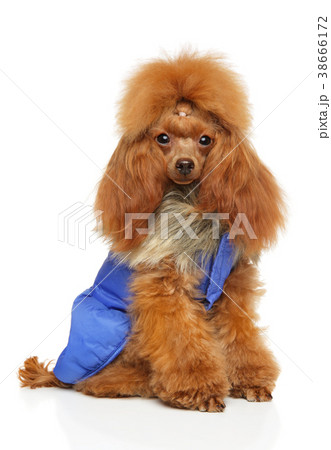 Toy Poodle in clothes for dogs 38666172