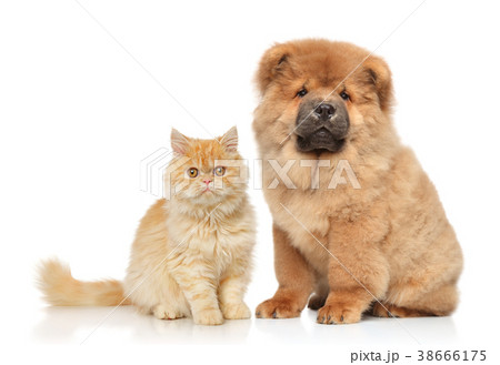 Cat and dog together Cat and dog together 38666175