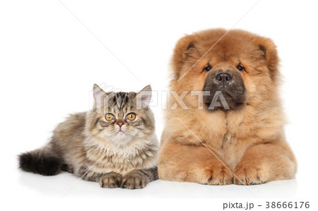 Cat and dog lying together 38666176