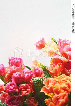 プリムラジュリアン花ピンクオレンジ 38666497