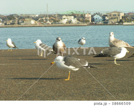 銚子漁港のウミネコと大型カモメ 38666509