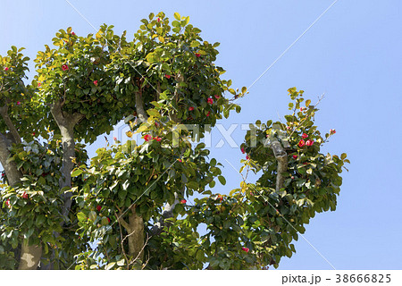 花 椿 智異山 38666825