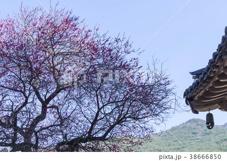 春の花 智異山 季節 38666850