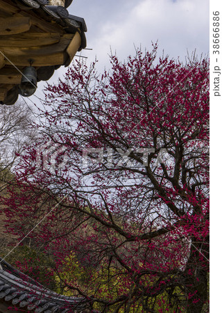 春の花 智異山 季節 38666886