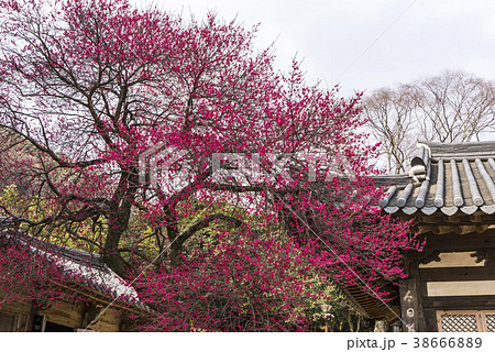 智異山 季節 華厳寺 38666889