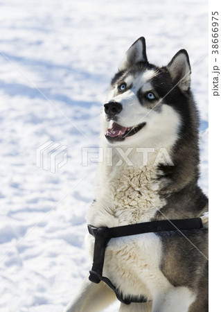 Siberian husky dogs for a walk in the winter park. Siberian husky dogs for a walk in the winter park. 38666975