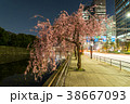 都心の夜桜 38667093