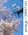 桜と青空 38667101