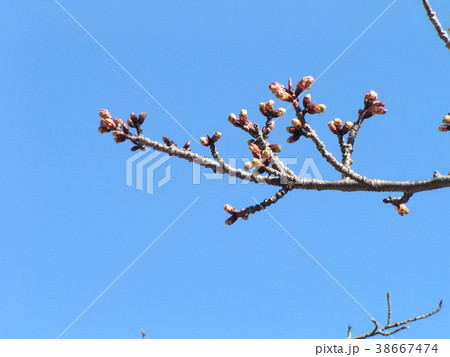 二月の青空に桃色のカワヅザクラの蕾 38667474