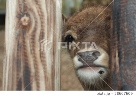 A walk in the Amsterdam Forest 38667609