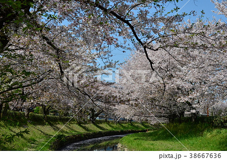 吹上・元荒川と桜 吹上・元荒川と桜 38667636