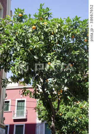 Tangerine tree. A background with orange tree, its 38667652