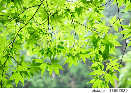 青もみじ 青もみじ 38667829