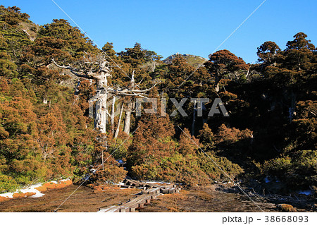 屋久島 淀川登山口~宮之浦岳登山道 小花之江河 屋久島 淀川登山口~宮之浦岳登山道 小花之江河 38668093
