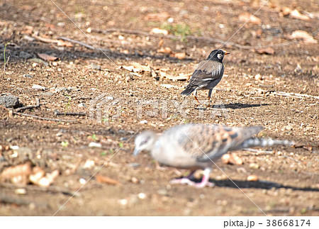 キジバトとムクドリ 38668174