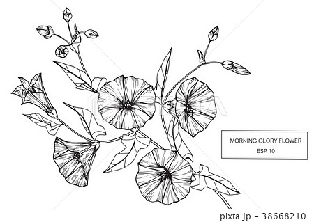 Morning glory flower drawing illustration.  38668210