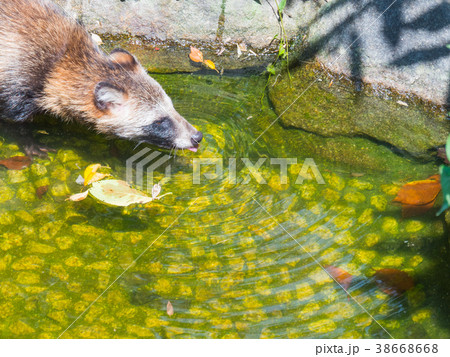水を飲むタヌキの写真素材 水を飲むタヌキの写真素材