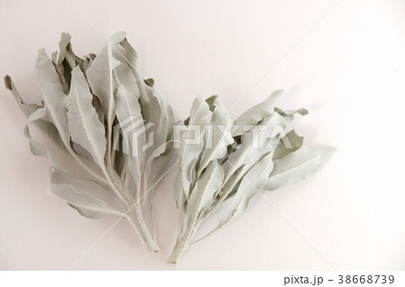 ホワイトセージのドライ2 38668739