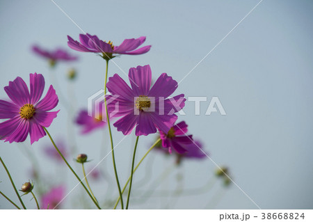 花 コスモス 空 38668824