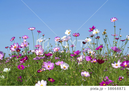 自然 秋の花 花畑 38668871